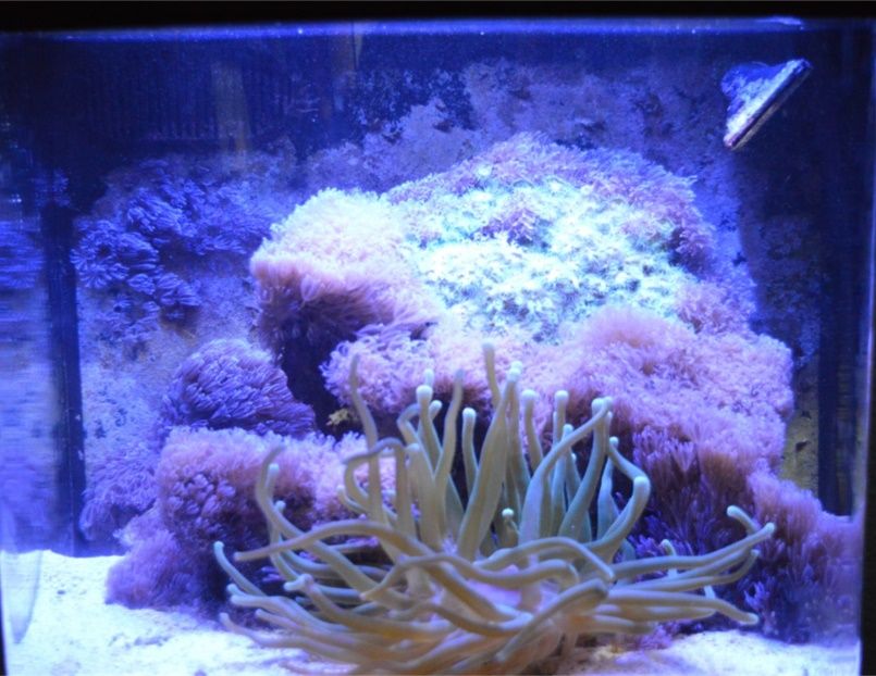 A picture containing reef, organism, aquarium, underwater

Description automatically generated