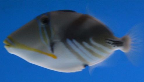 Huma Triggerfish.