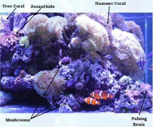 A close-up of a coral reef

Description automatically generated with low confidence