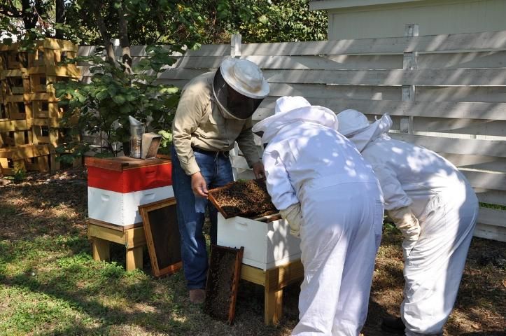 Figure 1. Backyard beekeeping set-up using hives with movable frames. Beekeeper has not exceeded the number of hives on this parcel. Hives are facing the fence, which acts as a flyway barrier.