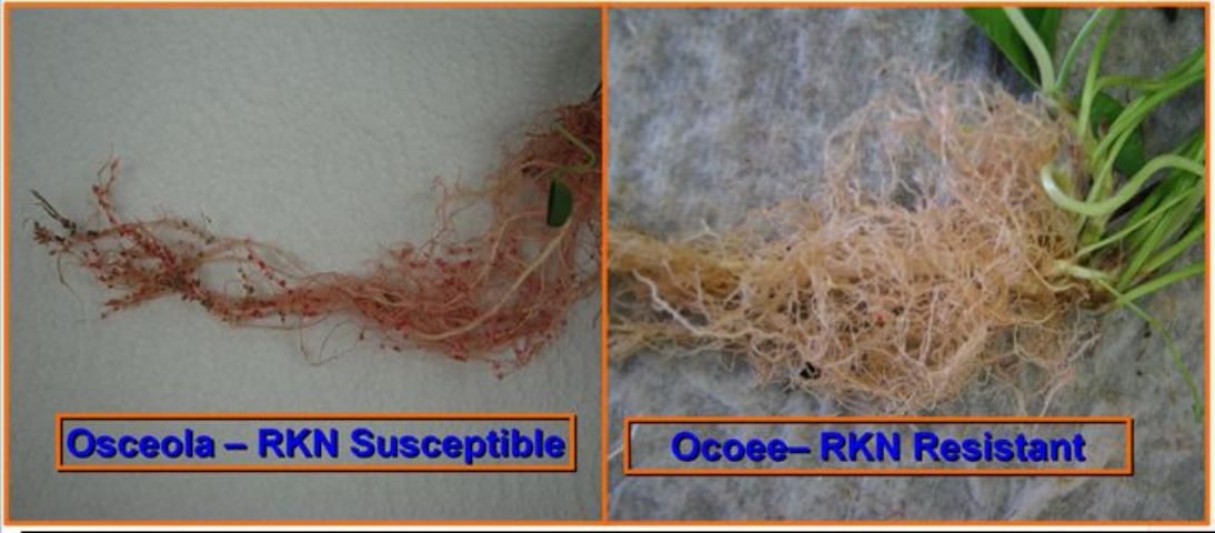 Figure 2. Osceola white clover on left with roots affected by RKN ; on the right, RKN-resistant 'Ocoee' white clover.