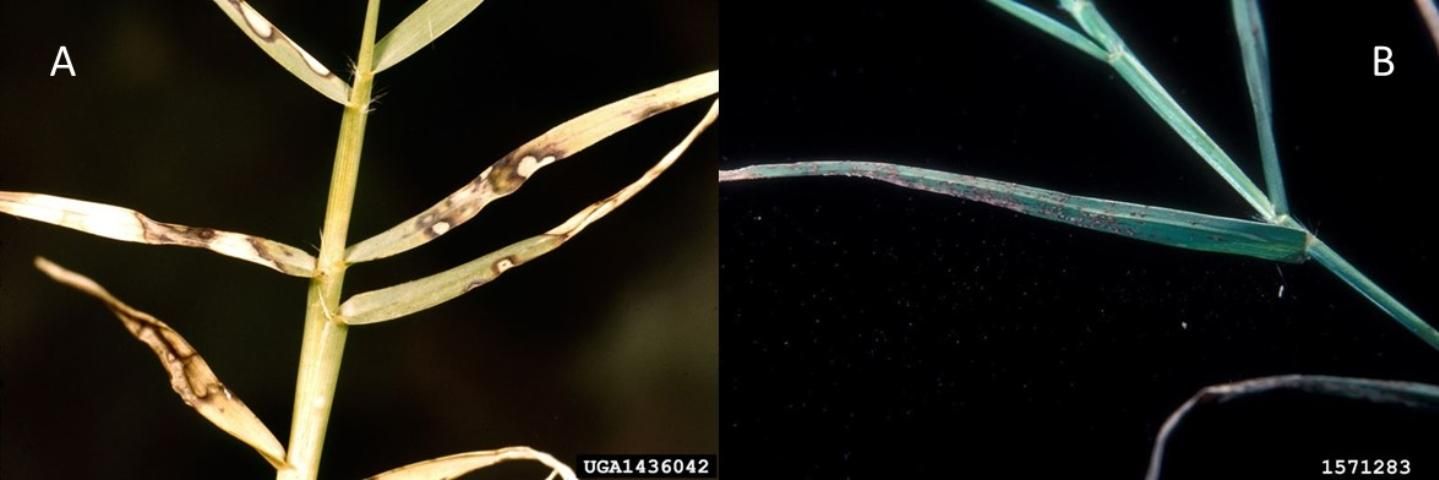 Figure 7. (A) Helminthosporium spp. symptoms. (B) Puccinia spp. or leaf rust on bermudagrass.