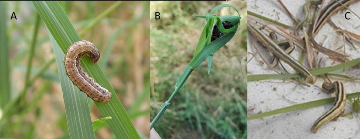 Figure 6. (A) Fall armyworm. (B–C) Striped grass looper in bermudagrass.