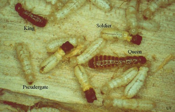 Figure 7. Drywood termite colonies are small (2–1000 individuals) and live entirely inside one piece of wood.