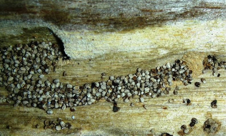 Figure 8. The galleries of drywood termites are excavated through the wood regardless of grain. The walls of the galleries are clean with dry loose fecal pellets.