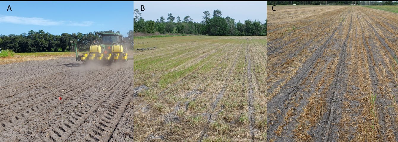 (A) Corn on prepared seedbed; (B) no-till after ryegrass; and (C) strip-tilled after oat. 