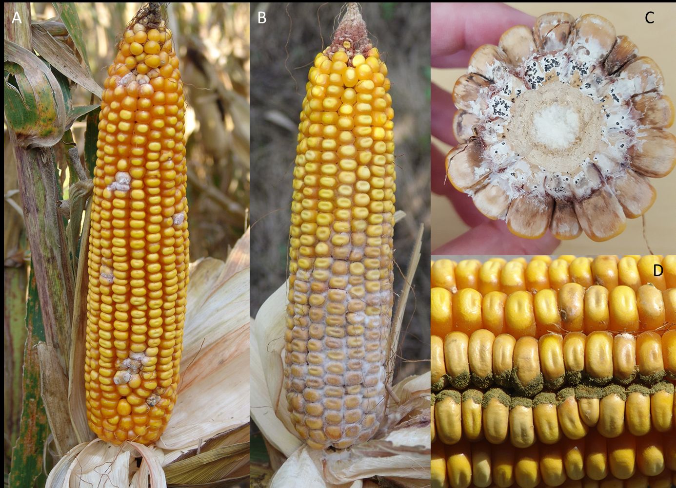 Different ear rots in corn: (A) Fusarium; (B–C) Diplodia; and (D) Aspergillus. 