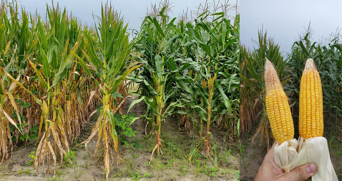 Differences in disease resistance between two corn hybrids (left) and resulting effect on ear fill (right).