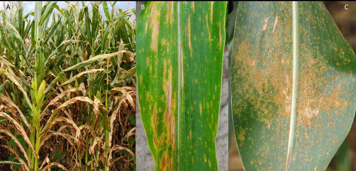 (A–B) Southern corn leaf blight and (C) southern rust on corn. 