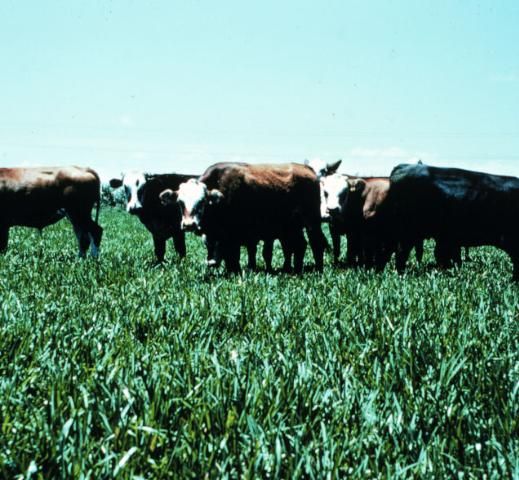 Figure 2. Cattle grazing St. Augustinegrass in south Florida.