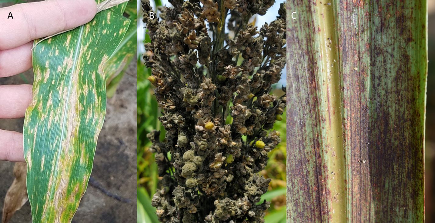(A) Leaf blight, (B) head mold, and (C) anthracnose on sorghum. 