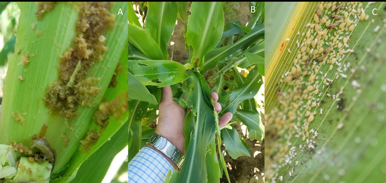 (A) Fall armyworm, (B) fall armyworm damage, and (C) sugarcane aphids in sorghum. 