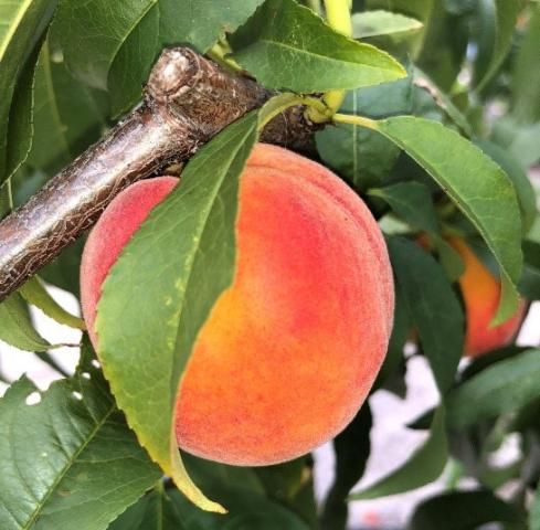 How to Plant and Grow Peaches and Nectarines -- Harvest to Table