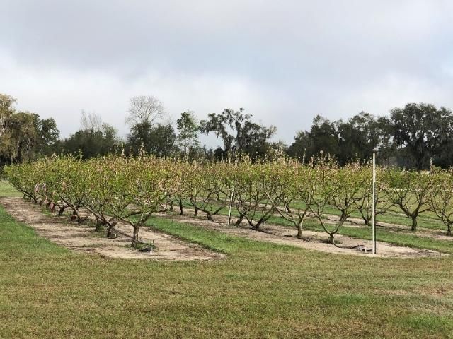 Figure 5. Peach orchard at the University of Florida research farm located in Citra.