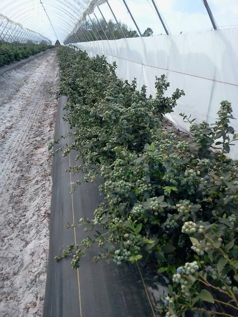 Figure 4. Southern highbush blueberry planting under tunnels