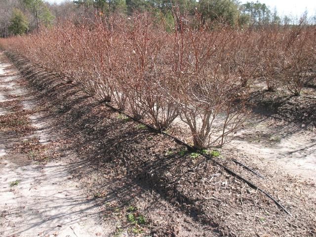 Figure 2. Southern highbush blueberry grown on incorporated pine bark beds with double-line drip irrigation