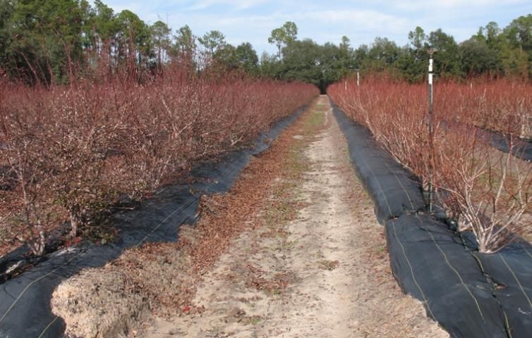 Figure 3. Southern highbush blueberry grown on incorporated pine bark beds with double-line drip irrigation and ground cloth