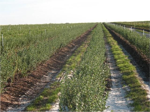 Figure 1. Southern highbush blueberry planting with bark beds and drip and overhead irrigation