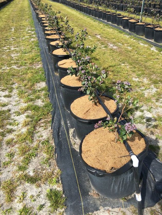 Blueberry production in containers.