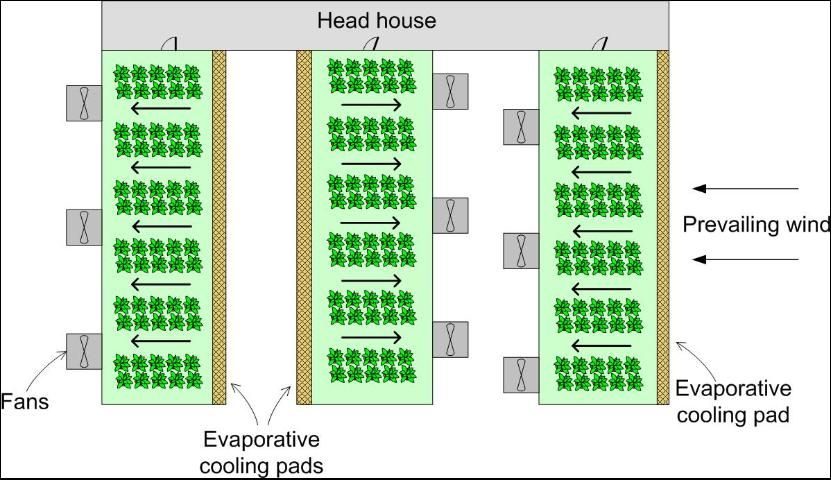 Figure 7. Acceptable multiple greenhouse facility layout. There are several factors to consider when designing evaporative cooling systems for multiple greenhouses in close proximity.