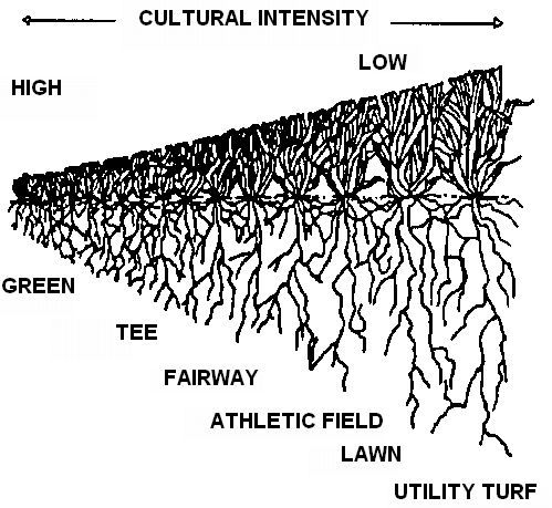 Figure 2. Relative size of turf resulting from different cultural intensity.