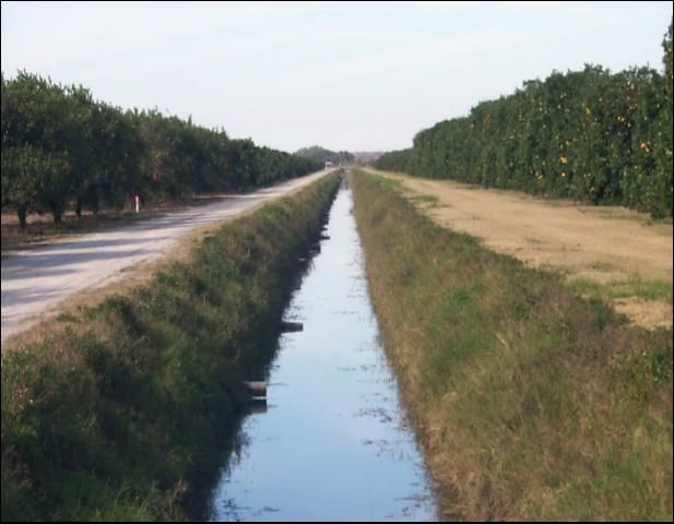 Figure 3. Typical lateral ditch and water furrow pipe configuration in flatwoods citrus groves.