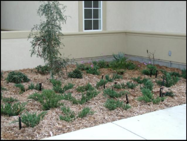 Microspray or microjets in a plant bed.