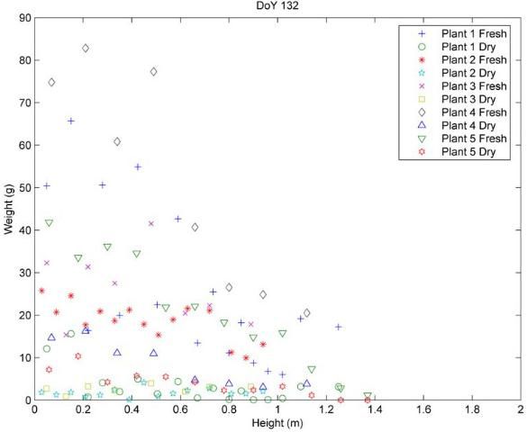 Figure 2a. Weight measurements for each vertical layer for 5 representative plant samples (a) on DoY 132.