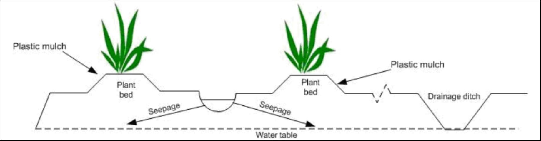 Figure 1. Layout of the beds and the seepage irrigation system at the Ft. Pierce site.