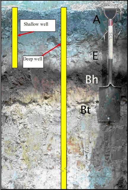Figure 2. Oldsmar sand at the Ft. Pierce site showing soil diagnostic horizons and the location of sampling wells.