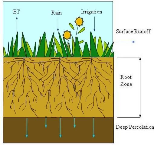 Figure 1. Water-based inputs and outputs occur in the root zone of a plant assuming well drained conditions without a shallow water table.