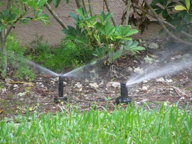 Ornamentals and turfgrass being irrigated from the same irrigation zone. Note: The spray head in the background is irrigating the ornamentals and the rotary sprinkler is irrigating the turfgrass in the foreground.