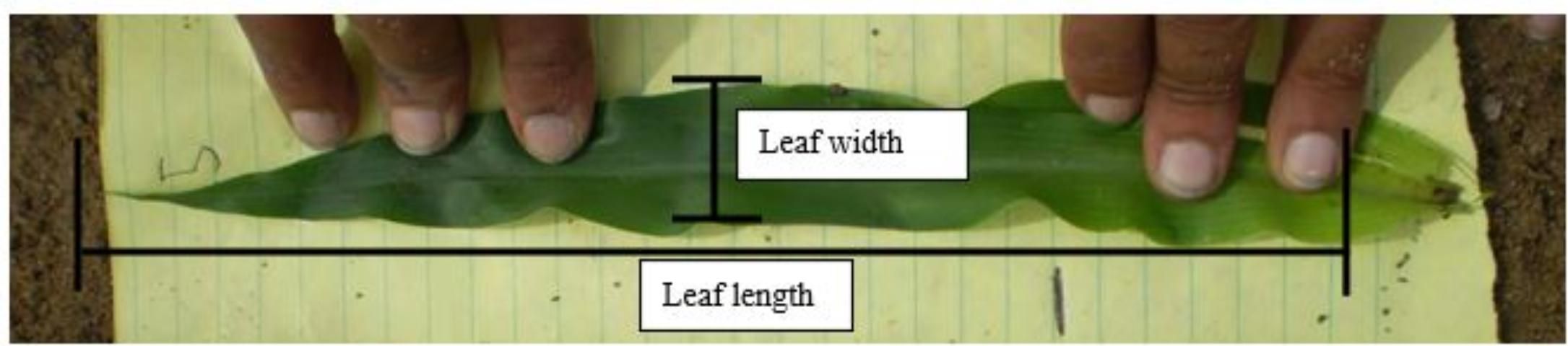 Figure 16. Leaf length and width.