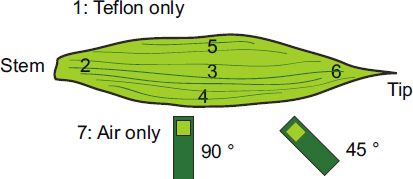 Figure 12. Measurement points on leaf as used for the Citra field measurements, including the 90° and 45° measurement orientation of the microstrip line resonator.