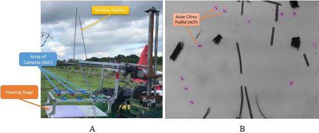 Figure 10. Automated system for ACP detection. A. Field trial in a citrus grove. B. ACP detection and counting by the AI-based vision system.