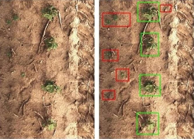 Figure 1. Plant and weed detection using computer vision and AI.
