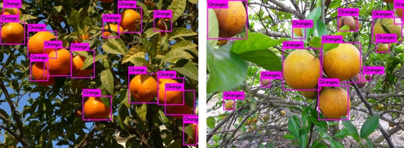 Figure 6. Real-time citrus detection using YOLO (a real-time AI object detection algorithm) on an NVidia Jetson TX2 board (Graphics Processing Unit, GPU). These results are achieved by using just 150 pictures to train the AI-based system.