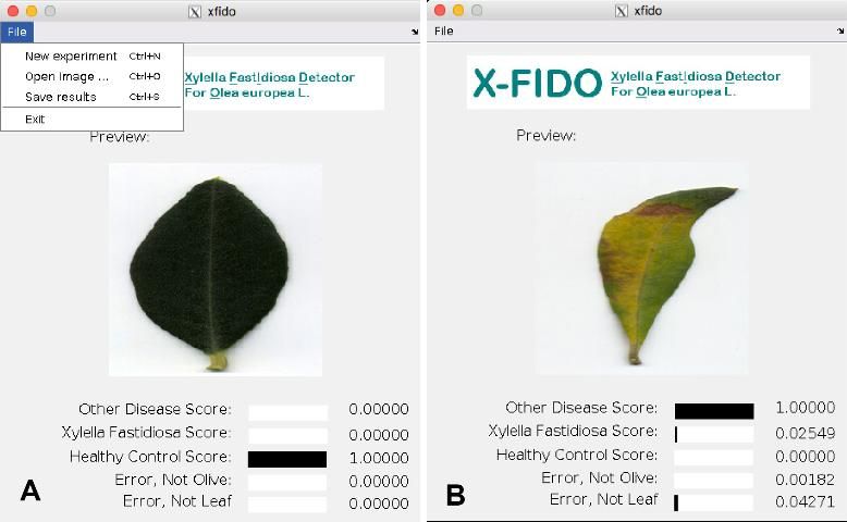 Figure 7. Screenshots of the X-FIDO program. The program is simple to operate and consists of three commands: New experiment; Open image, which prompts the user to open an image, automatically processes the image, and logs the confidence scores; and Save results, which saves all logged confidence scores to a comma-separated value (CSV) file. A. The program correctly classified a healthy control. B. An OQDS-infected leaf (Xylella fastidiosa) is presented.