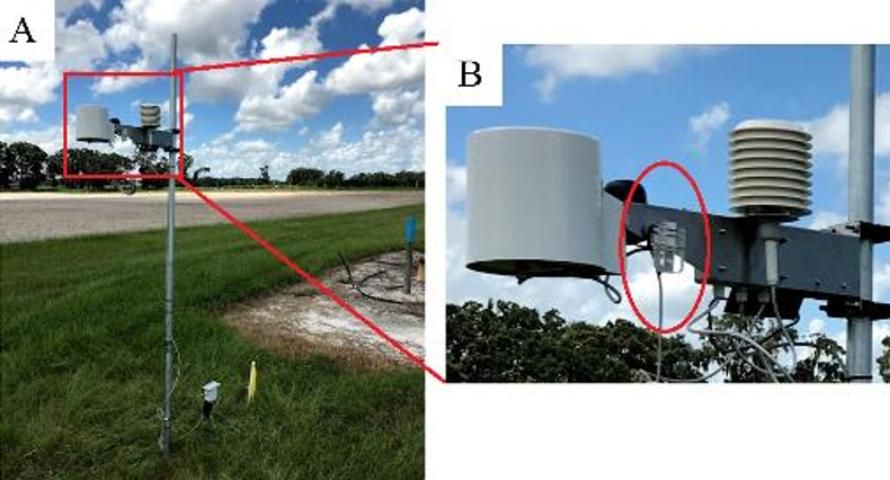 Figure 5. Improper installation of a paper-based leaf wetness sensor. (A) Weather station with a leaf wetness sensor at 6 ft (2 m). (B) The leaf wetness sensor in detail (inside of the red circle). This sensor installation may not represent leaf wetness conditions accurately due to improper height, orientation, and angle above the ground.
