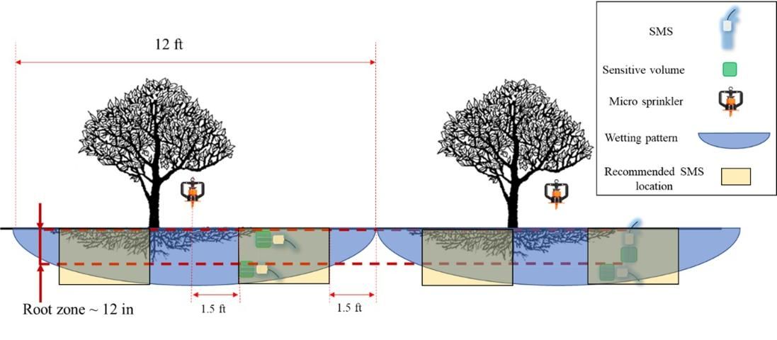 Figure 5. SMS location when using microsprinkler irrigation. Blue areas represent the wetting pattern by the microsprinkler. Yellow areas represent recommended areas to install the SMSs.