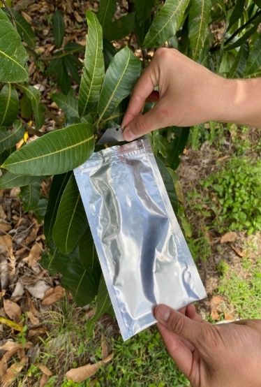 Covering a leaf sample with a reflective bag and cutting a leaf sample for measurement. 