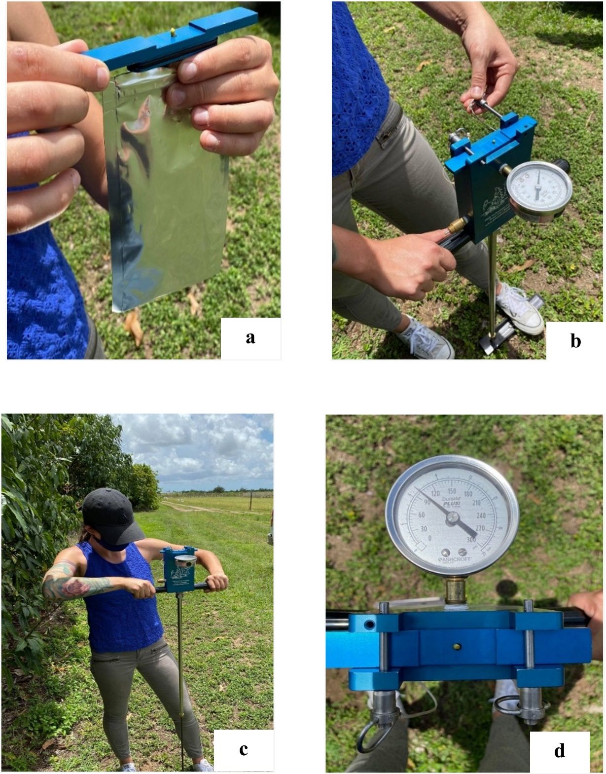 Steps (a–d) for measuring leaf water potential using the pump-up chamber method. 