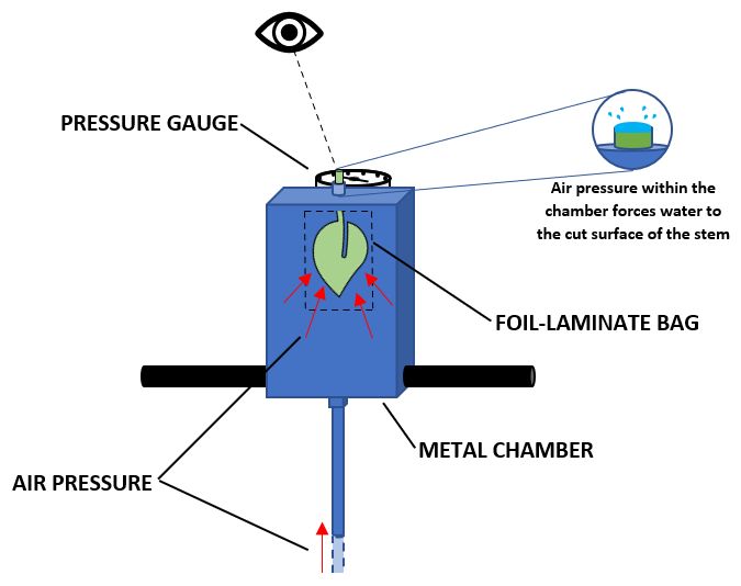 Schematic of a pump-up chamber. 