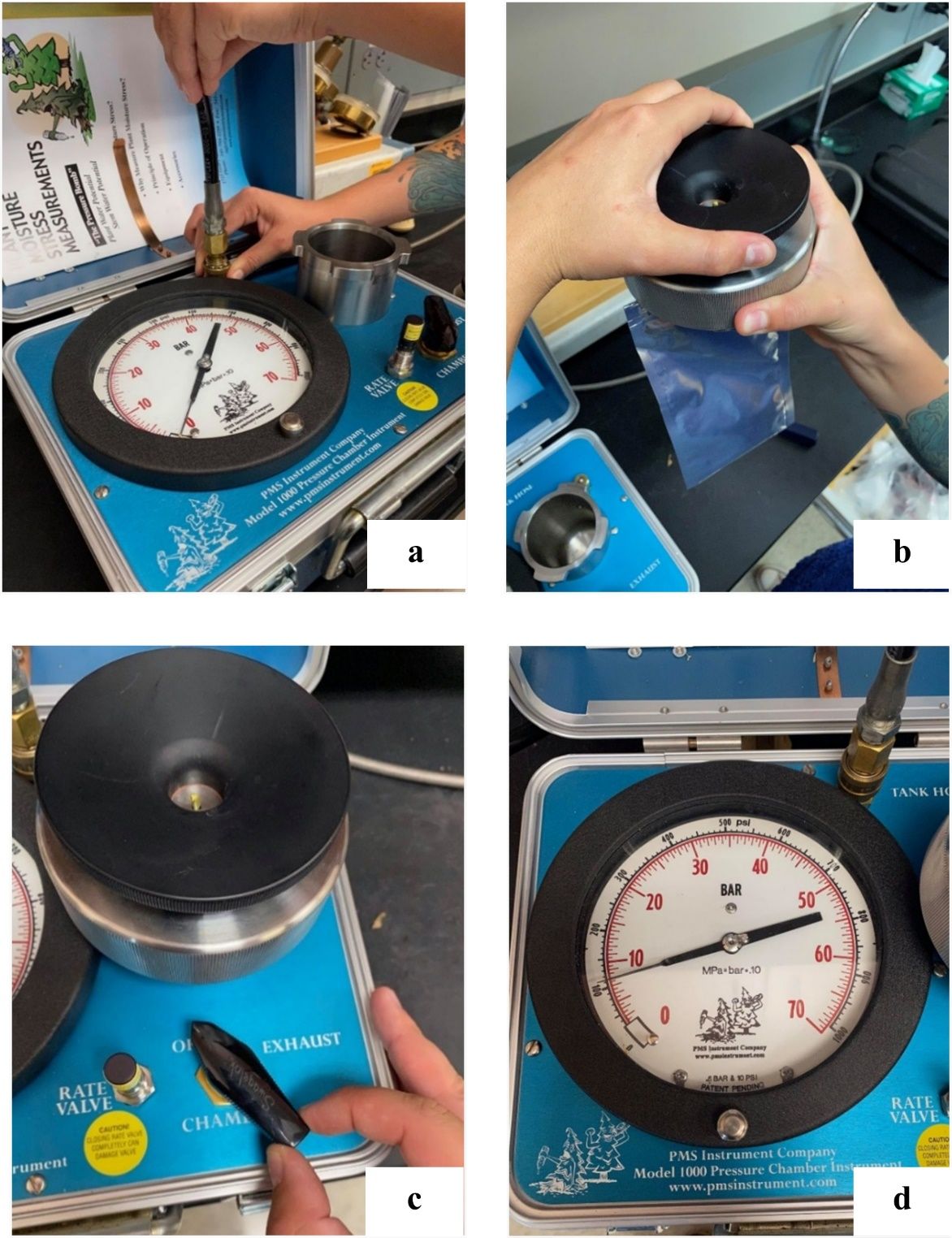 Steps (a–d) for measuring leaf water potential using the pressure “bomb” method. 
