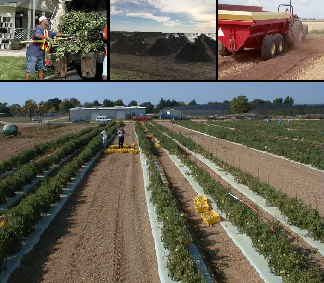 Compost preparation, broadcasting, and effects on tomato fields. 