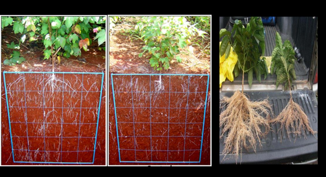 Effects of gypsum on root growth and density in cotton and coffee plants. 