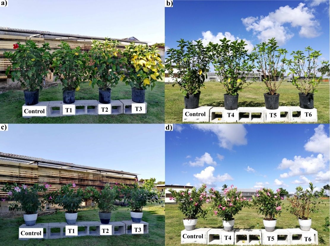 Visual comparison between plants treated with different irrigation water salinity concentrations. (a, b) Hibiscus rosa-sinensis; (c, d) Mandevilla splendens; (a, c) First experiment—Control: 0.5 dS/m; T1: 1.0 dS/m; T2: 1.5 dS/m; T3: 2.0 dS/m; (b, d) Second experiment—Control: 0.5 dS/m; T4: 4.0 dS/m; T5: 7.0 dS/m; T6: 10.0 dS/m. 