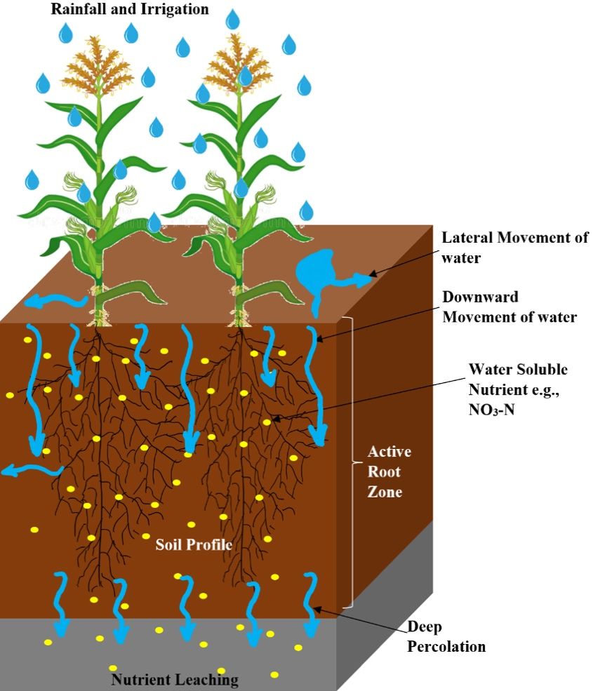 Schematic representation of nutrient leaching in the soil profile. 
