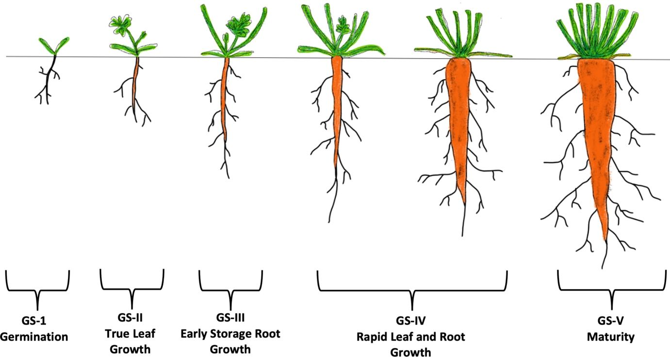 Illustration of carrot growth stages and storage root development. 