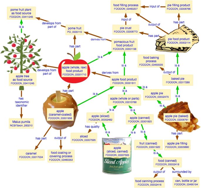 An example of “Ontology ID” for apple food products based on “apple (whole) food product.” Ontology describes related qualities and parts of the product. 